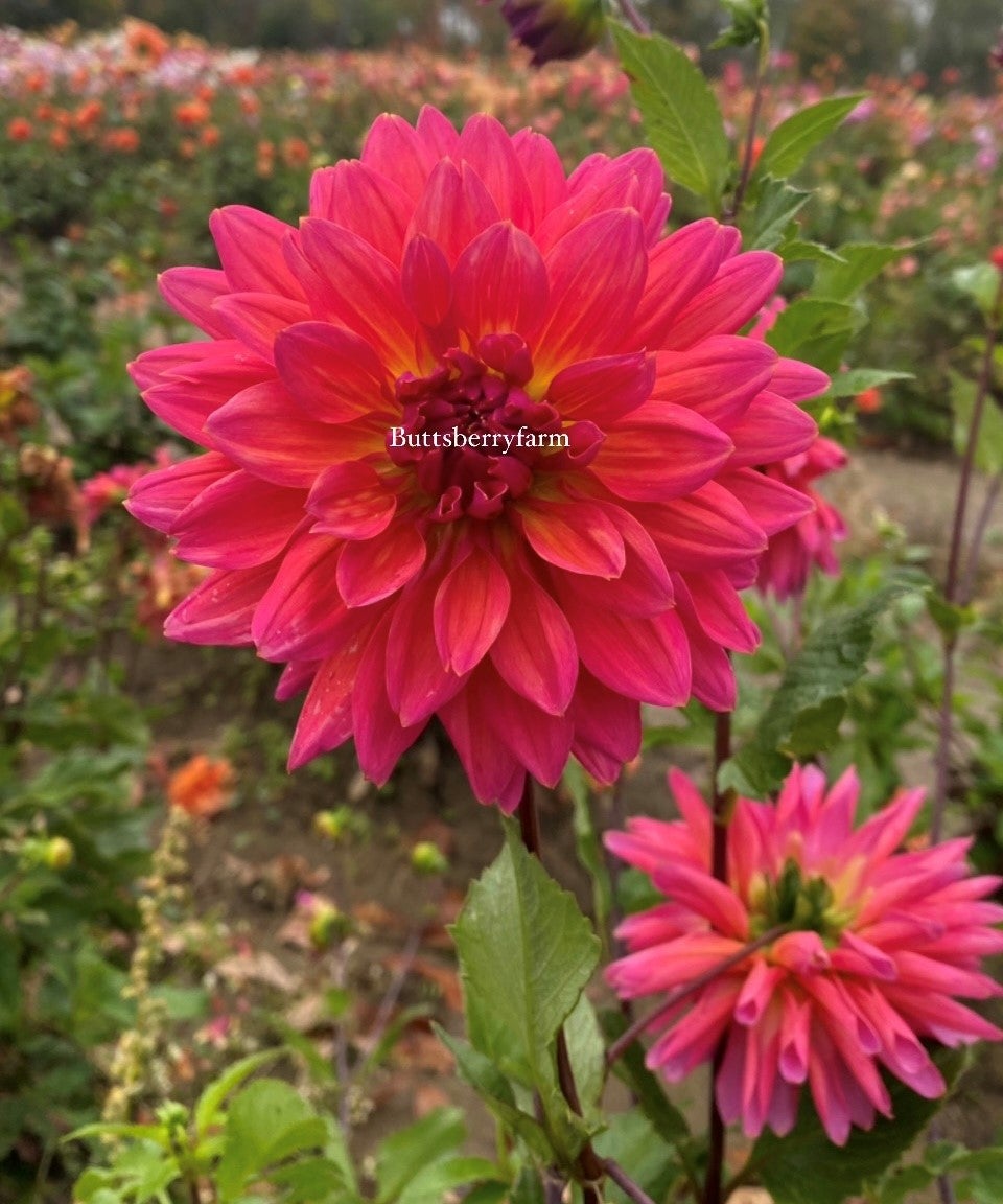 Fire Magic Butt s Berry Farm Flower Farm fire-magic-butt-s-berry-farm-flower-farm